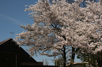 sakura 003.jpg